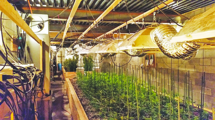 Adams County Sheriff Kimmy Rogers provided this photo of the extensive marijuana grow operation found on Mayhill Road. Photo courtesy of Adams County Sheriff's Office