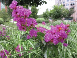 Enjoying Crape Myrtle in Ohio landscapes