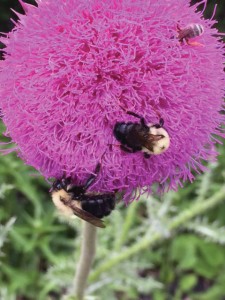 Planting for the pollinators