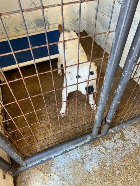 High-Quality Adams County Dog Shelter Ohio Image in HD High-Quality Adams County Dog Shelter Ohio Image in HD