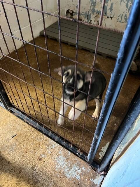 Crisp Adams County Dog Shelter Ohio Artwork for Mobile Crisp Adams County Dog Shelter Ohio Artwork for Mobile