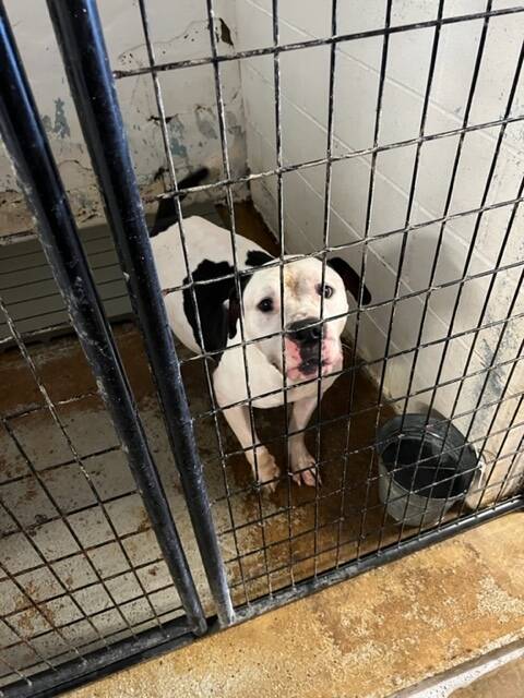 Spectacular Adams County Dog Shelter Ohio Artwork for Mobile Spectacular Adams County Dog Shelter Ohio Artwork for Mobile