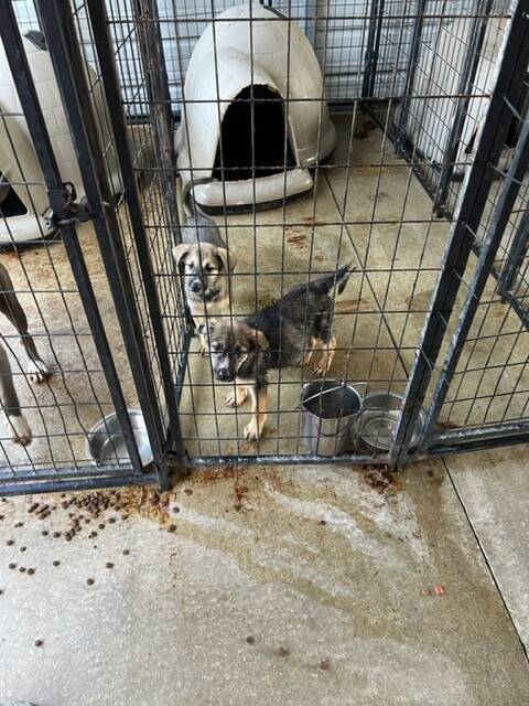 Artistic Adams County Dog Shelter Ohio Scene for Mobile Artistic Adams County Dog Shelter Ohio Scene for Mobile