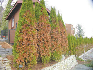 Fall watering helps your plants survive and grow.