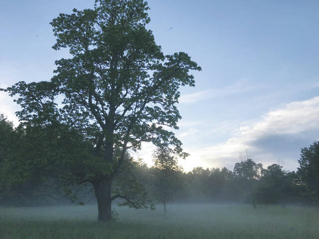 Old Catalpa trees are very popular with wildlife, including woodpeckers, hummingbirds and bees. (GoodSeed Farm photo)