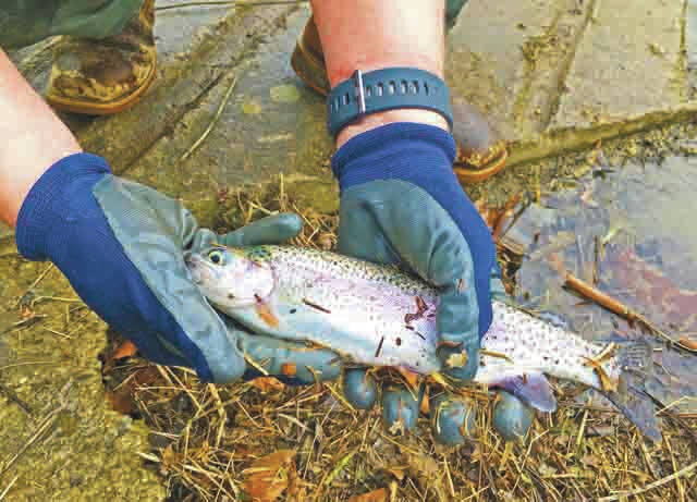 Rainbow trout are destined for the last time to Adams Lake, March 16. (Photo by Tom Cross)