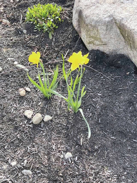 129429023_web1_Spring
Signs of spring. (Photo by Sherry Larson)