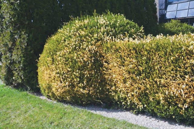 Diagnosing boxwood problems can be difficult because the symptoms are so similar.