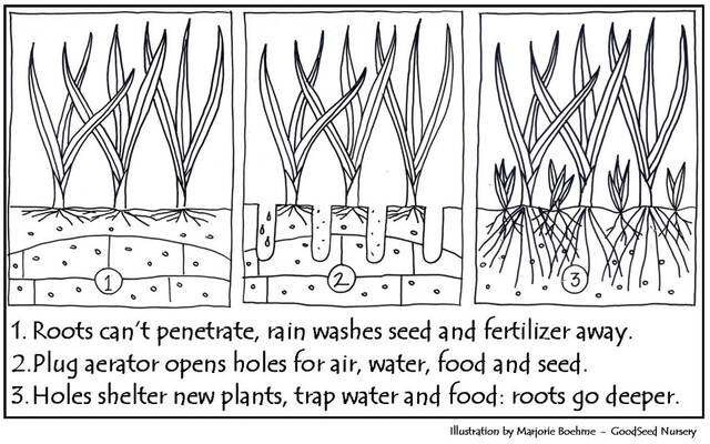 Core aeration is the magic bullet for healthy lawns