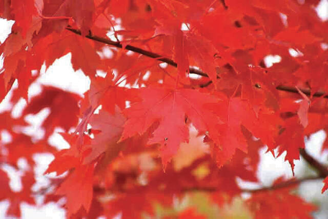 130983229_web1_Autumn-Fantasy-foliage
When trees and shrubs start to turn color in fall, they are easier to plant successfully. (GoodSeed Farm photo)