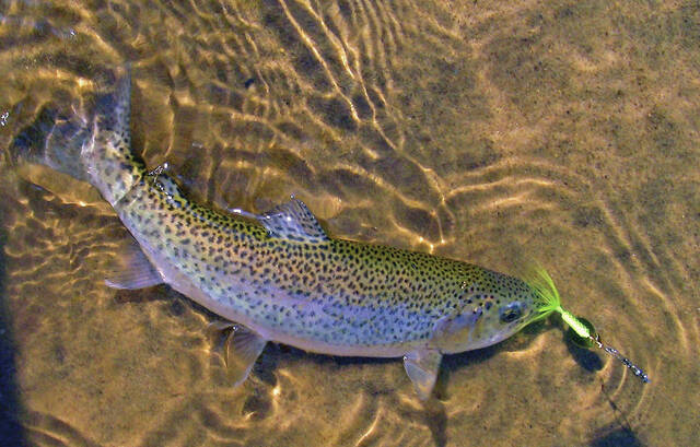 Rainbow trout are coming to Adams Lake Friday, March 13. (Photo by Tom Cross)