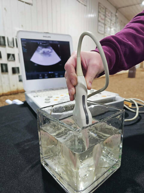 Students at last weeks STEAMology event got the opportunity to perform an ultrasound on a goldfish. (Photo provided)