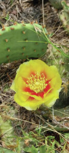 The Prickly Pear