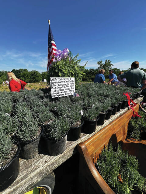 Lavender plants ready to go in the ground at Queen Acres. (Photo provided)