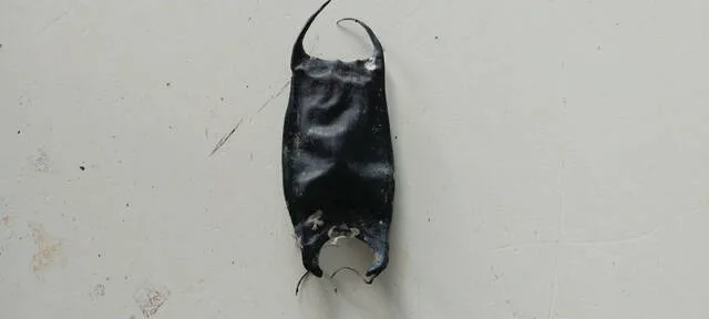 Mermaids Purse