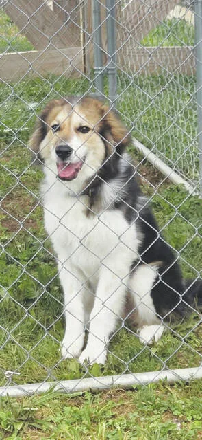 Star, a Pyrenees Australian Shepherd mix - shes ready for adoption! (Photo by Angie Baldwin)
