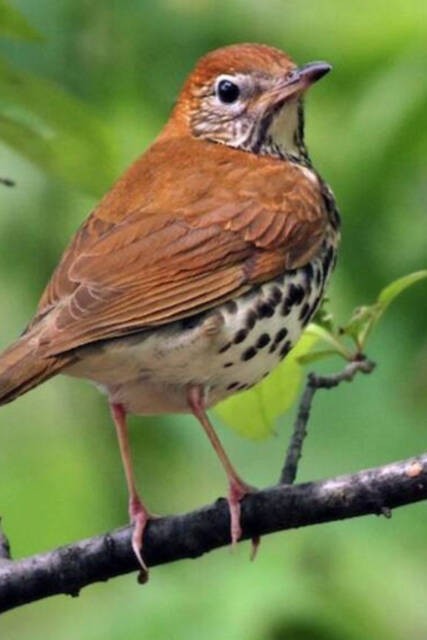 Following the Fall Migration – People's Defender