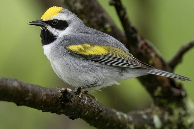 Following the Fall Migration – People's Defender